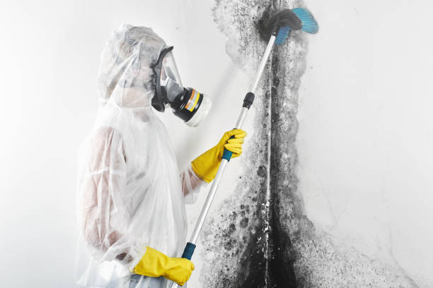 Best Mold Documentation for Insurance Claims  in Skokie, IL