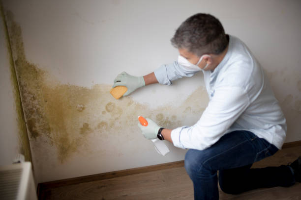 Best Crawl Space Mold Remediation  in Skokie, IL