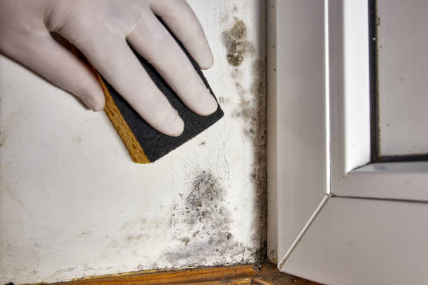 Best Mold-Related Health Consultation  in Skokie, IL