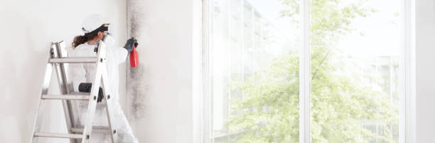 Best Emergency Mold Remediation  in Skokie, IL
